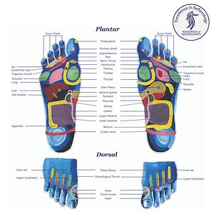 What is Reflexology. foot map